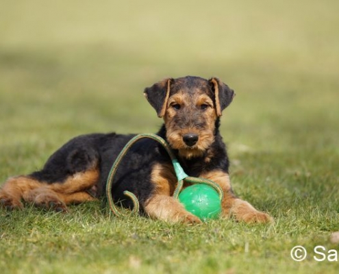 Airedale Terrier Welpen vom Haus Wirkus