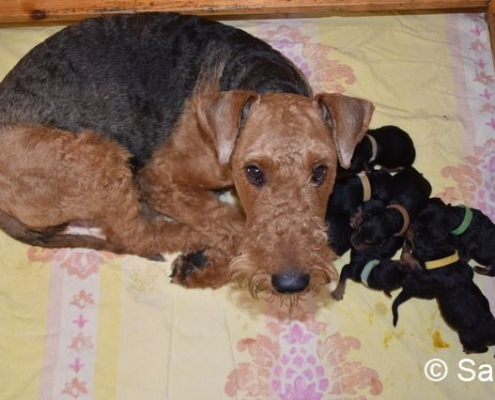 Airedale Terrier vom Haus Wirkus