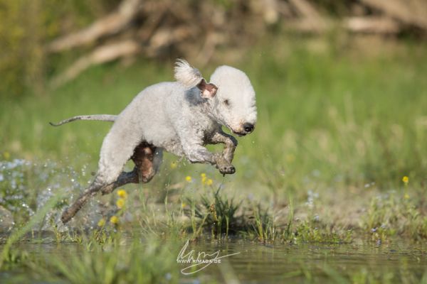 Bedlington Terrier springt durch das Wasser
