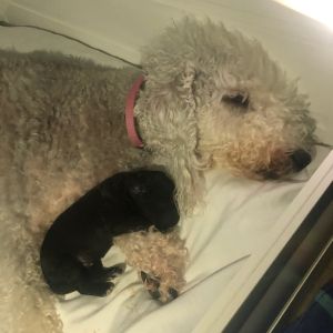 Bedlington Terrier Blue Diamond from Switzerland