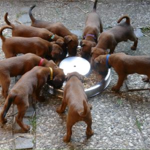 Irish Terrier Welpen