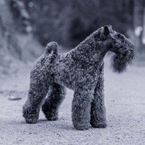 Kerry Blue Terrier von der ZusamAue