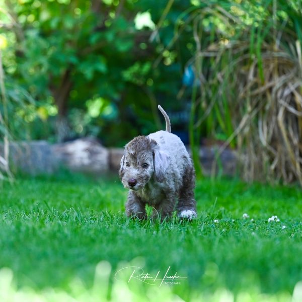 Bedlington Terrier aus der Deubacher Hölle