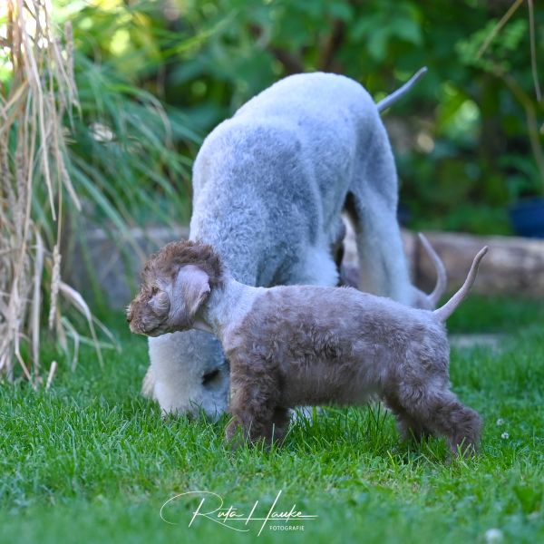 Bedlington Terrier aus der Deubacher Hölle