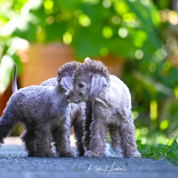 Bedlington Terrier aus der Deubacher Hölle