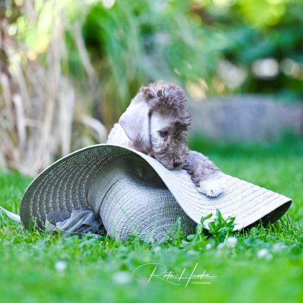 Bedlington Terrier aus der Deubacher Hölle