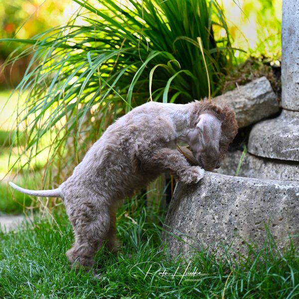 Bedlington Terrier aus der Deubacher Hölle