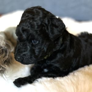 Kerry Blue Terrier Welpe Easdales