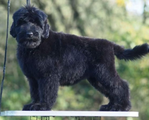 Russischer Schwarzer Terrier Welpe Astra Fidelis