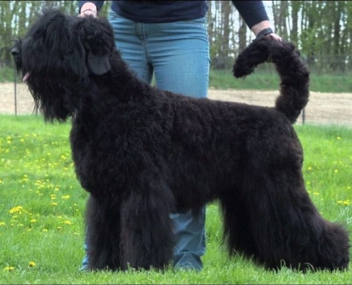 Russischer Schwarzer Terrier Astra Fidelis