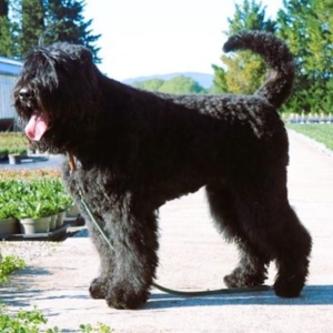 Russischer Schwarzer Terrier Astra Fidelis