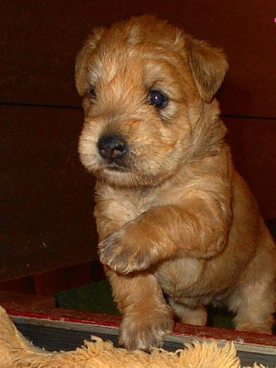 kleiner Irish Soft Coated Wheaten Terrier