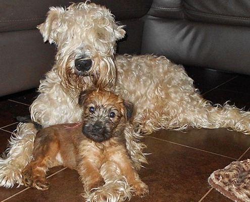 Irish Soft Coated Wheaten Terrier Mutter mit Welpe