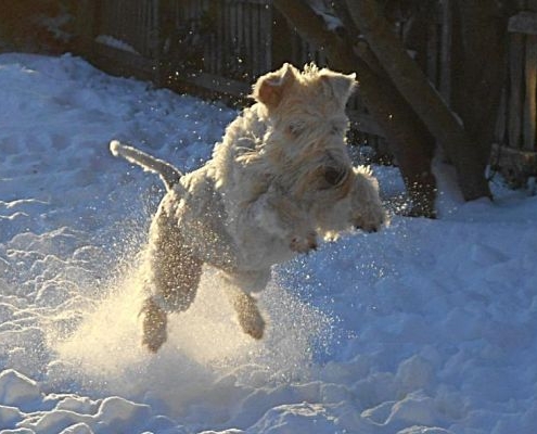 Irish Soft Coated Wheaten Terrier im Schnee