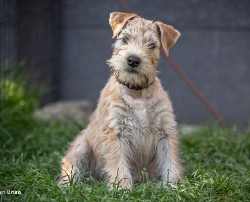 Junger Irish Soft Coated Wheaten Terrier
