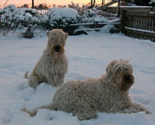 2 erwachsene Irish Soft Coated Wheaten Terrier