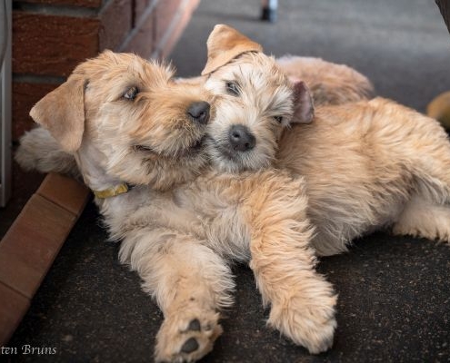 2 junge Irish Soft Coated Wheaten Terrier