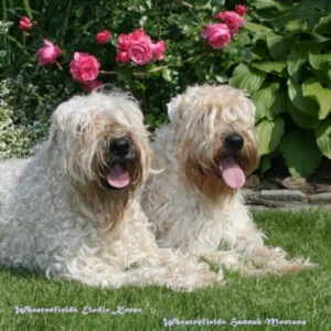 2 erwachsene Irish Soft Coated Wheaten Terrier Wheatenfields