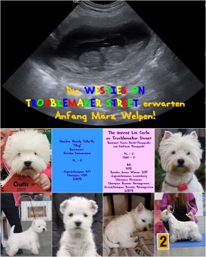 West Highland White Terrier Welpen