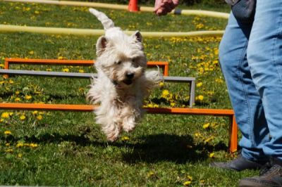 West Highland White Terrier beim Sport