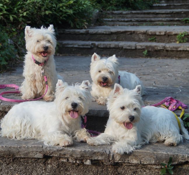 vier West Highland White Terrier
