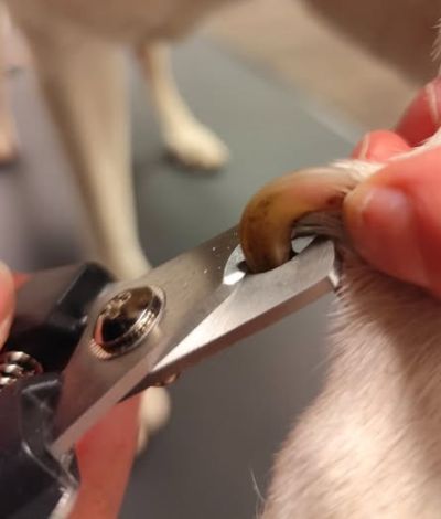 Werkzeug Hundesalon Zur Fluse