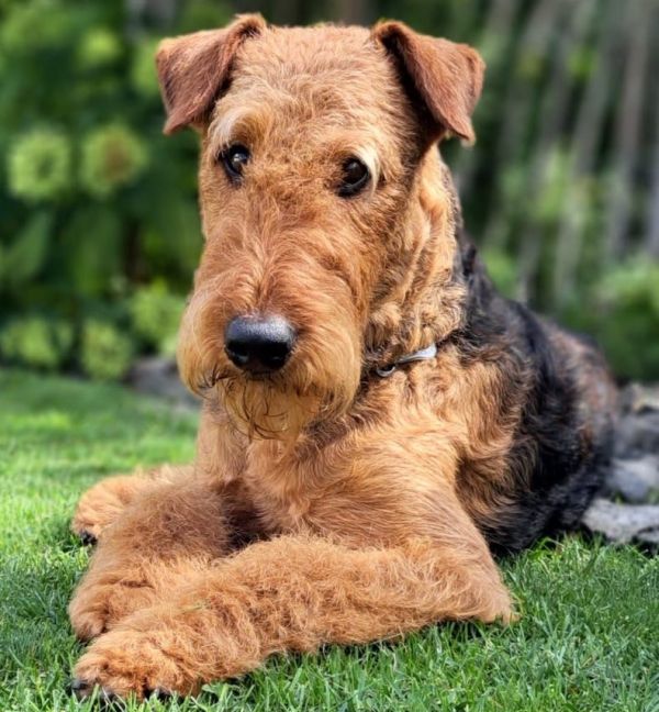 Airedale Terrier Deckrüde Gelmir vom Dassendal