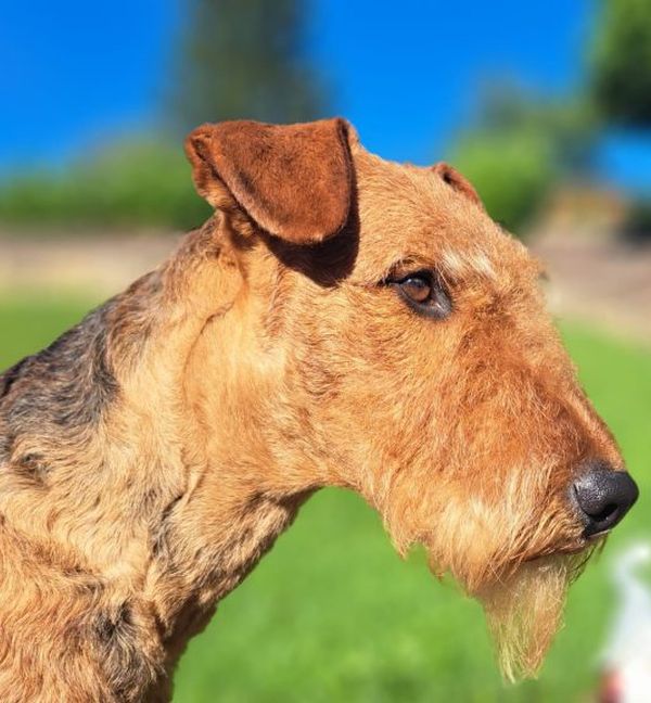 Airedale Terrier Deckrüde Gelmir vom Dassendal