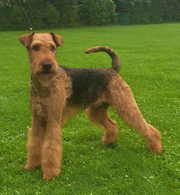 Airedale Terrier Deckrüde Gelmir vom Dassendal