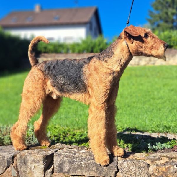 Airedale Terrier Deckrüde Gelmir vom Dassendal