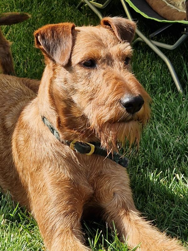 Irish Terrier Deckrüde Sweeny Paul vom Haseland