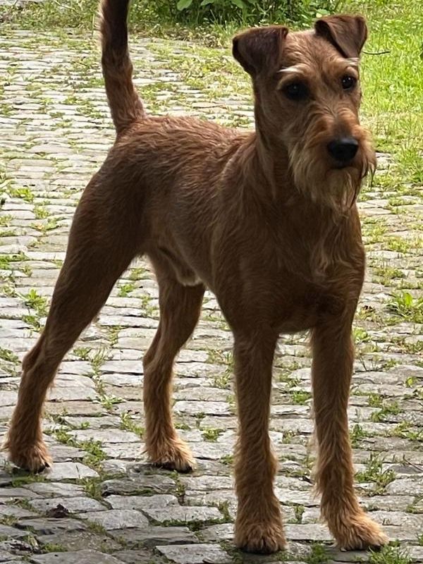 Irish Terrier Deckrüde Sweeny Paul vom Haseland