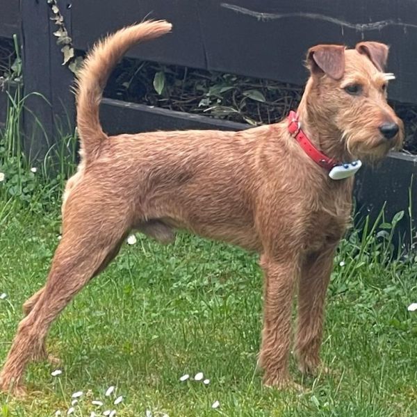 Irish Terrier Deckrüde Sweeny Paul vom Haseland