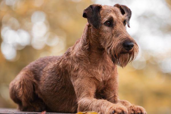 Irish Terrier Deckrüde Aviator's Amazing Alf