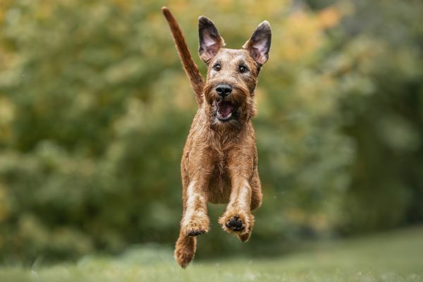 Irish Terrier Deckrüde Aviator's Amazing Alf