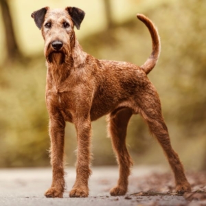 Irish Terrier Deckrüde Aviator's Amazing Alf