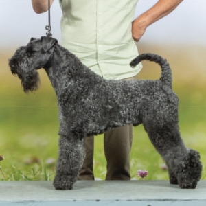 Kerry Blue Terrier Deckrüde Dinnyèsvàrosi Xerxes