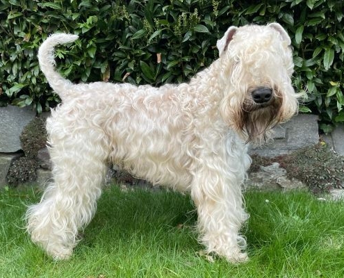 Deckrüde Irish Soft Coated Wheaten Terrier