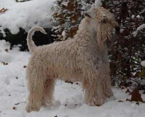 Deckrüde Irish Soft Coated Wheaten Terrier