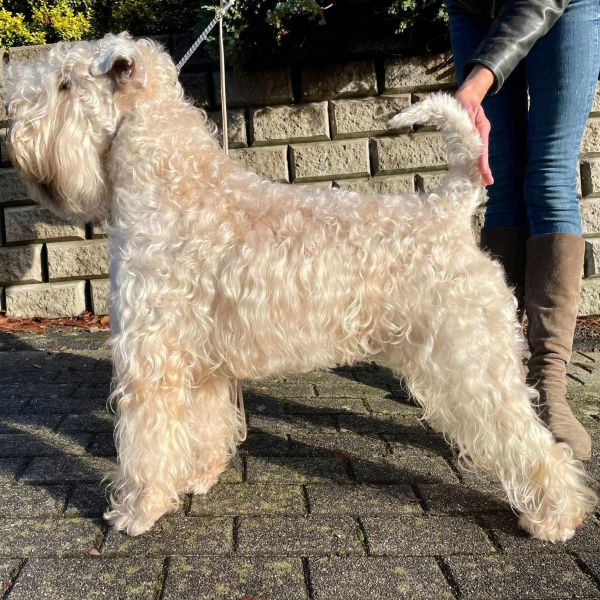 Deckrüde Irish Soft Coated Wheaten Terrier