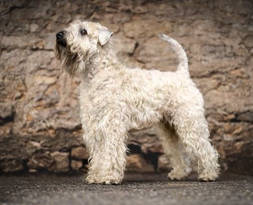 Deckrüde Irish Soft Coated Wheaten Terrier