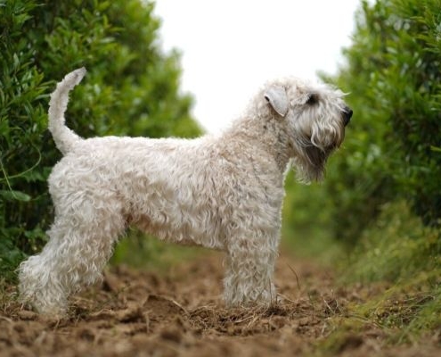 Deckrüde Irish Soft Coated Wheaten Terrier