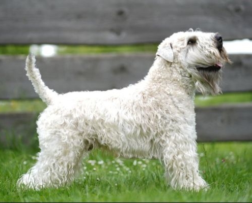 Deckrüde Irish Soft Coated Wheaten Terrier