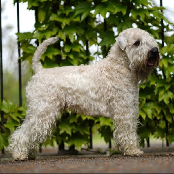 Deckrüde Irish Soft Coated Wheaten Terrier