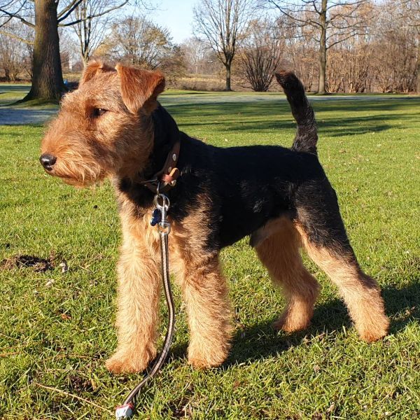 Welsh Terrier Deckrüde Gino von Goldschmieding