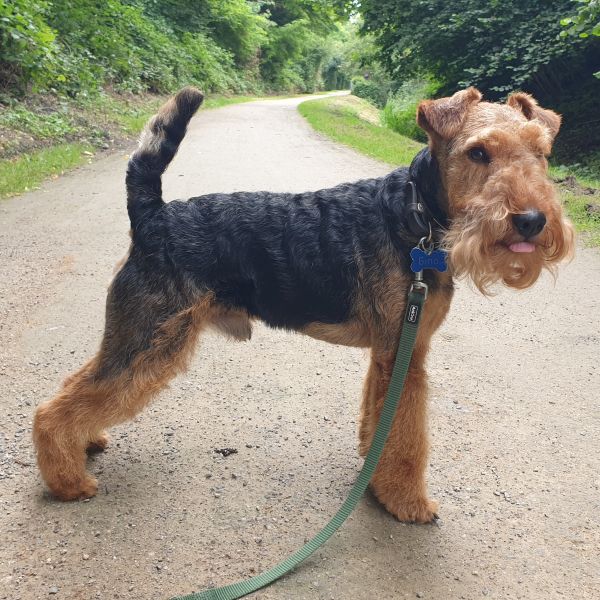 Welsh Terrier Deckrüde Gino von Goldschmieding