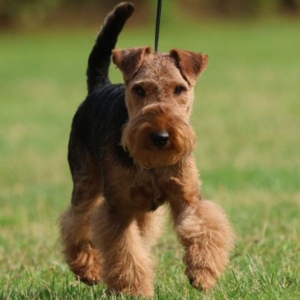 Welsh Terrier Deckrüde Gino von Goldschmieding