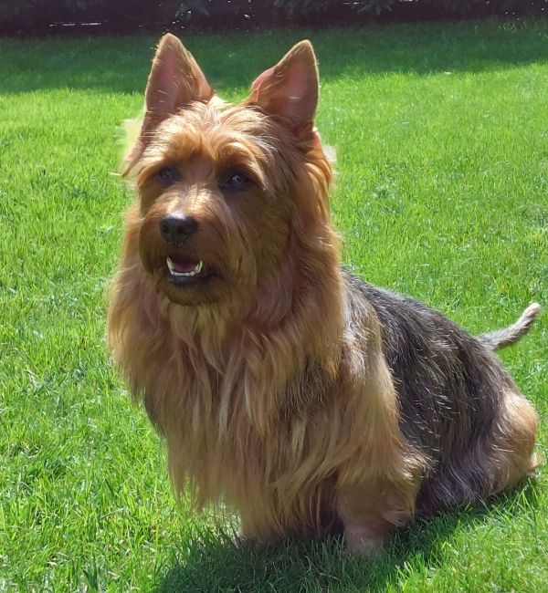 Australian Terrier Deckrüde Athan Baywind’s Terrier