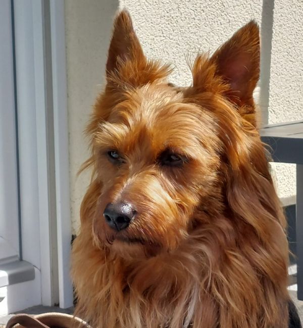 Australian Terrier Deckrüde Athan Baywind’s Terrier