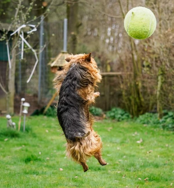 Australian Terrier Deckrüde Athan Baywind’s Terrier